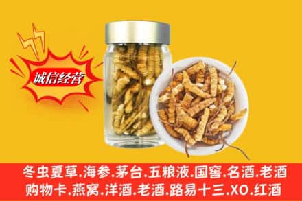 浦江县名酒回收散虫草.jpg